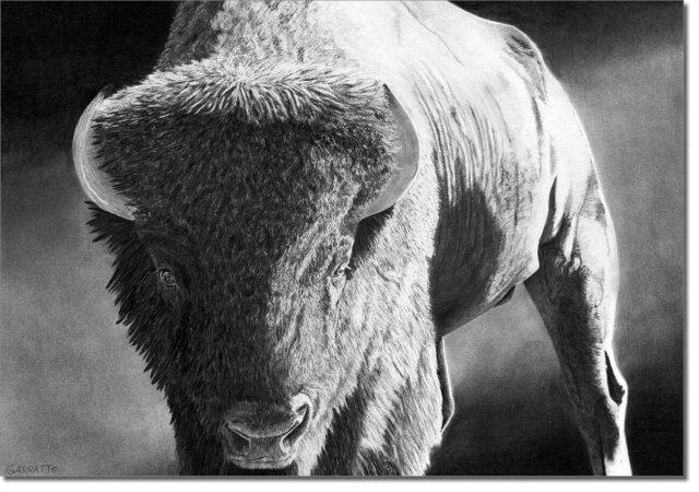 THE PRIZEFIGHTER - buffalo art bison Farm art pencil drawing by Owen Garratt unframed