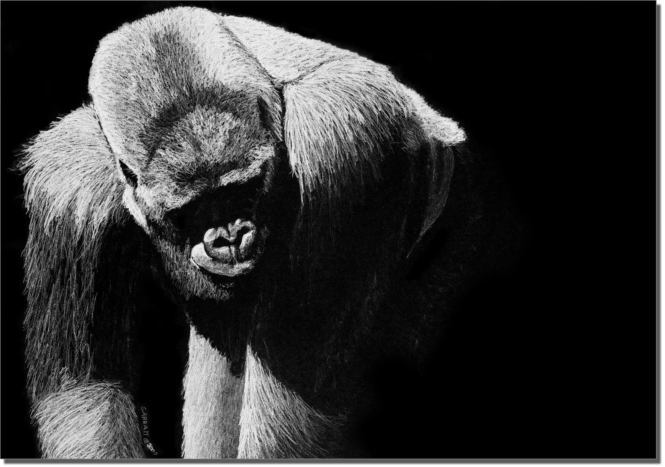 Silverback - Gorilla Drawing - Owen Garratt - Pencil Artist