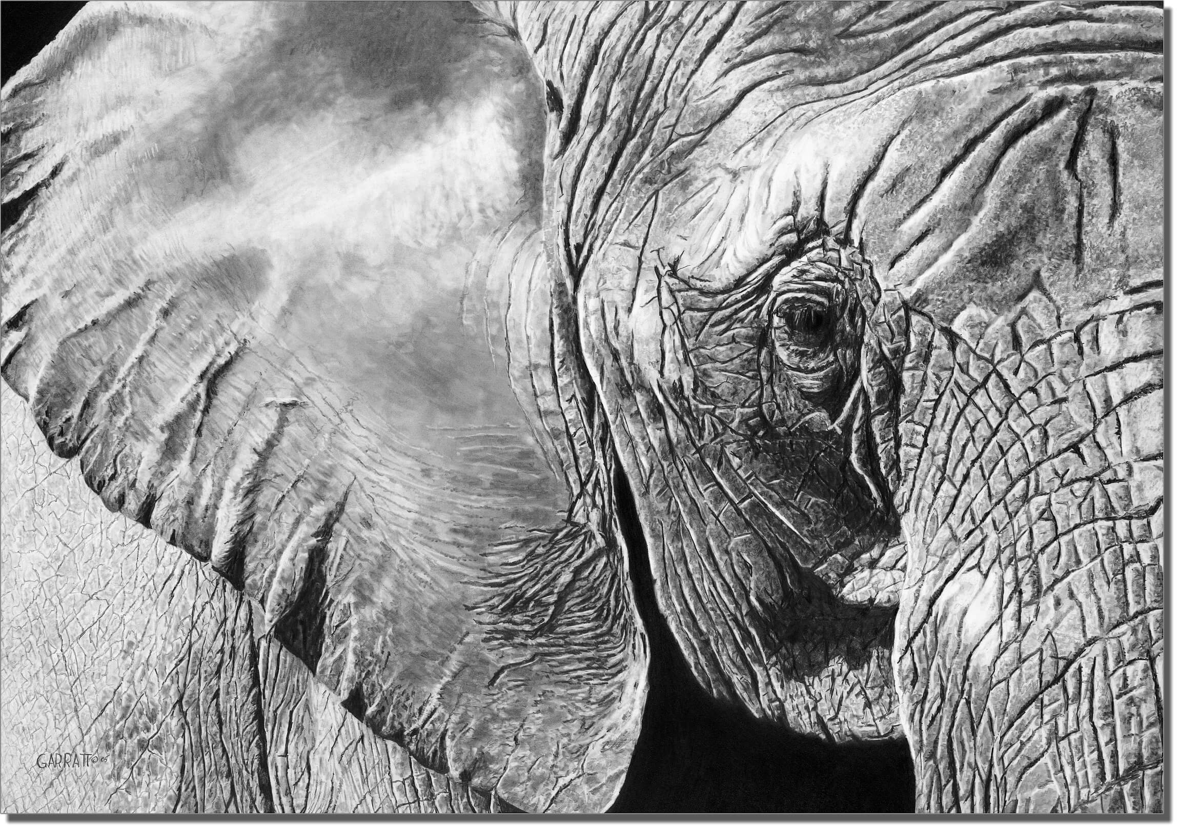 The Matriarch Elephant Drawing Owen Garratt Pencil Artist