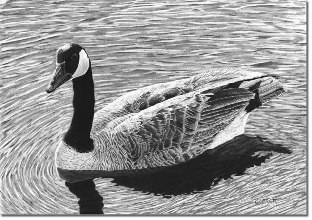 RIPPLE - Wildlife art pencil Canada Goose art drawing by Owen Garratt unframed