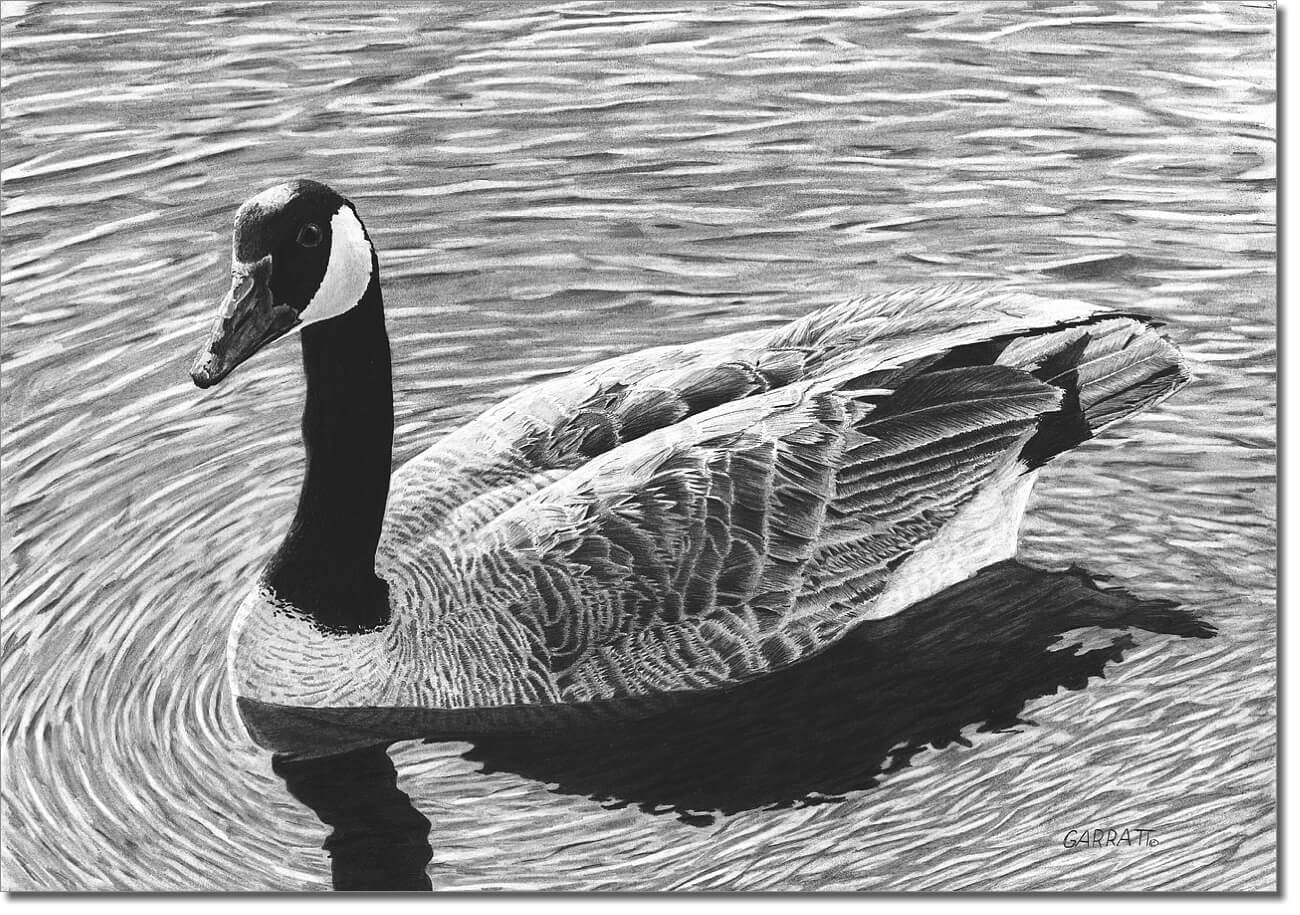 Ripple Canada Goose Art Owen Garratt Pencil Artist