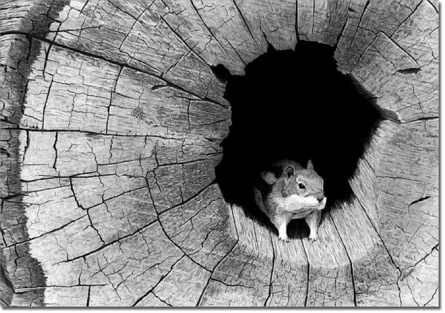 TAKIN A PEEK - Wildlife art pencil chipmunk art drawing by Owen Garratt unframed