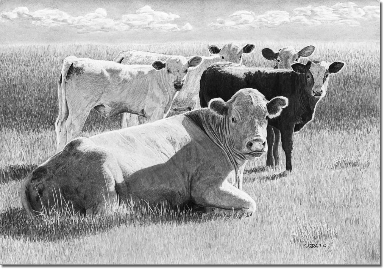 The Chaperone - Cow Art Print - Owen Garratt - Pencil Artist