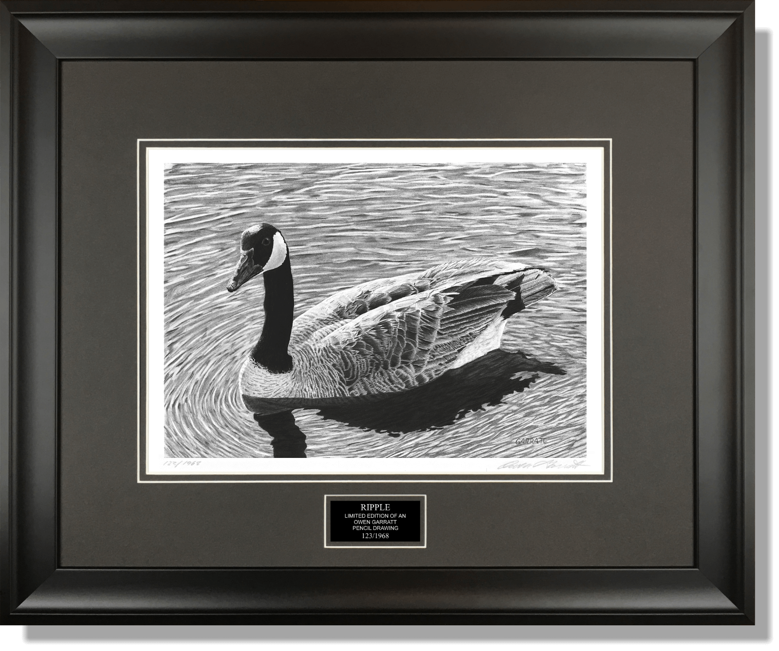 RIPPLE - Wildlife art pencil Canada Goose art drawing by Owen Garratt framed