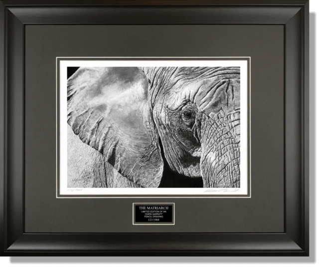 THE MATRIARCH - Wildlife art pencil African elephant art drawing by Owen Garratt framed