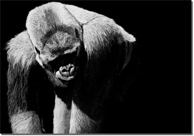 SILVERBACK - Wildlife art chalk art gorilla drawing by Owen Garratt unframed