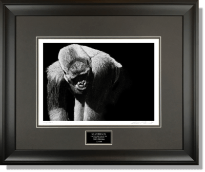 SILVERBACK - Wildlife art chalk art gorilla drawing by Owen Garratt framed