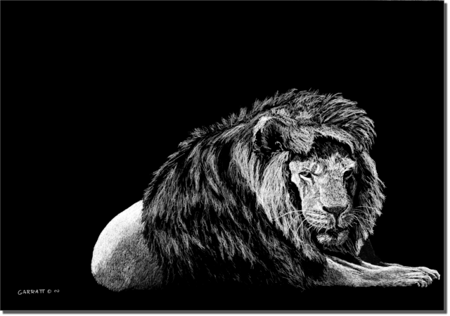 HIS MAJESTY - Wildlife art chalk art lion drawing by Owen Garratt unframed