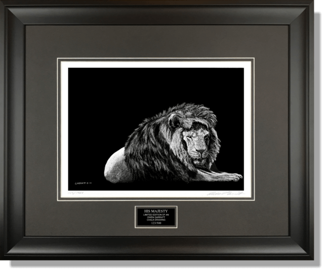 HIS MAJESTY - Wildlife art chalk art lion drawing by Owen Garratt framed