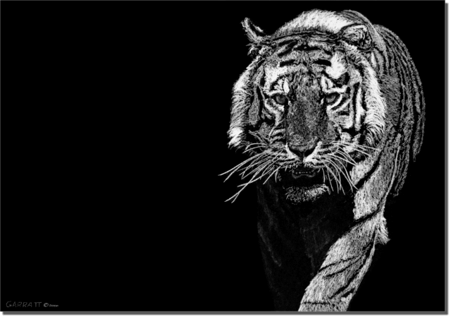 DIRE - Wildlife art chalk art tiger drawing by Owen Garratt unframed