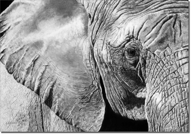 THE MATRIARCH - Wildlife art pencil African elephant art drawing by Owen Garratt unframed