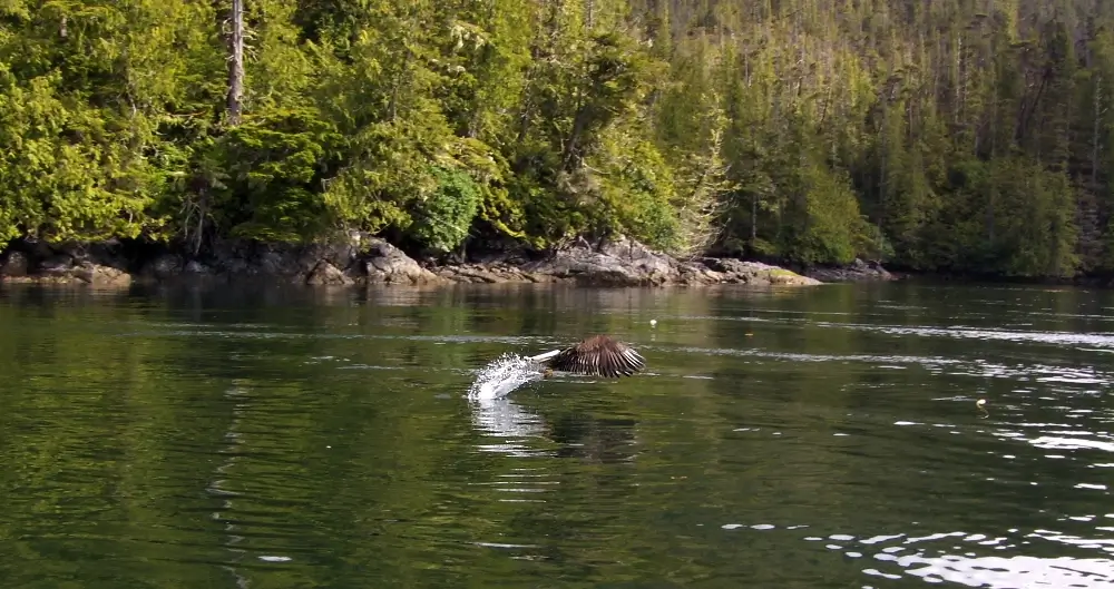 EAGLE SCOOPING ROCK COD ON ESCAPE FROM RANSOM ISLAND