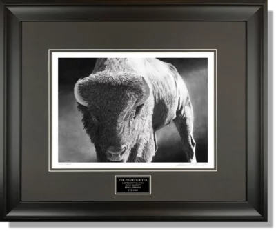 THE PRIZEFIGHTER - buffalo drawing bison Farm art pencil drawing by Owen Garratt framed